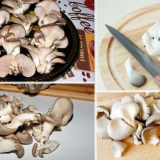 Je možné zmrazit čerstvou hlívu ústřičnou v mrazáku?